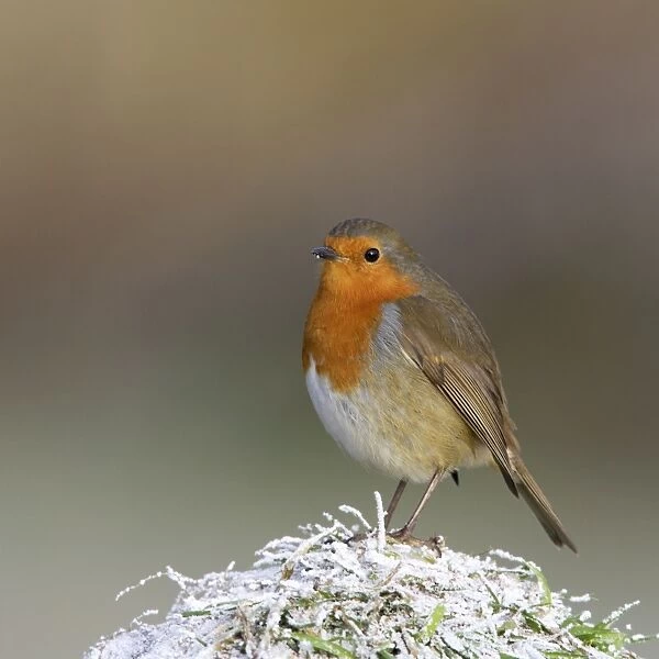 Robin - on snowy grass Bedfordshire UK 006652