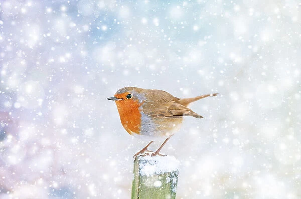 Robin - on snowy post