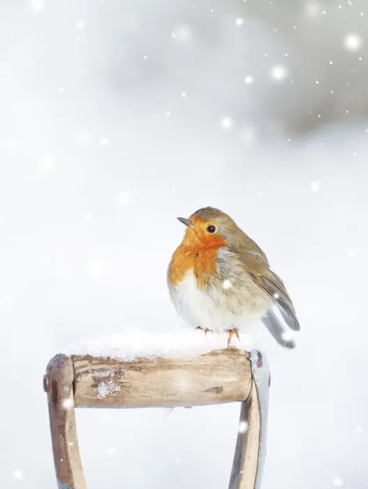 Framed Print : Robin - on spade handle in snow Framed Print : Robin - on spade handle in snow