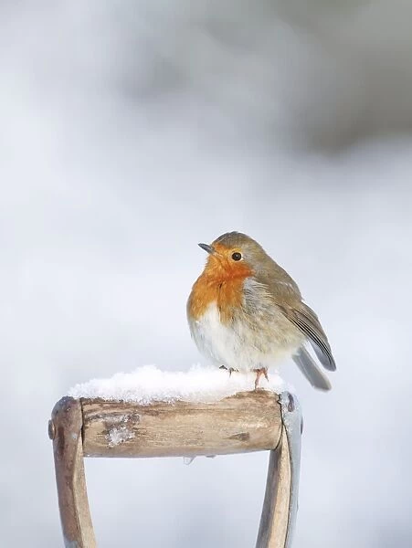 Robin - on spade handle in snow - Bedfordshire UK 007997