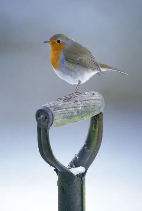 Framed Print : Robin - on spade handle in winter Framed Print : Robin - on spade handle in winter