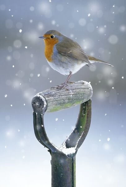 Robin - on spade handle in winter Digital Manipulation: added falling snow