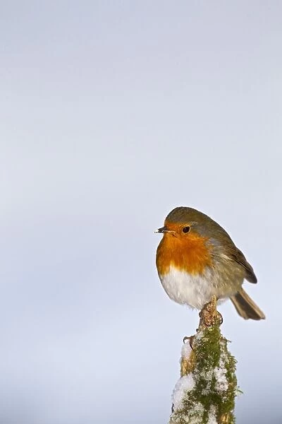 Robin - on stump in snow - West Wales UK 11918