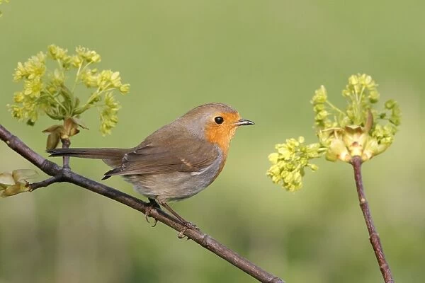 Robin With Sycamore flowers