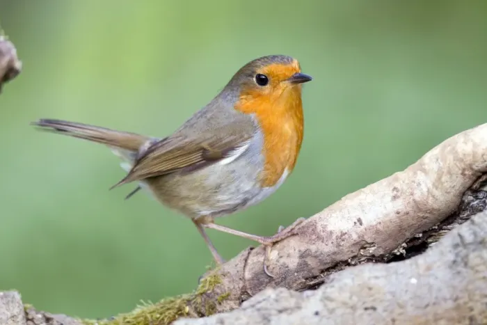 Framed Print : Robin - UK Framed Print : Robin - UK