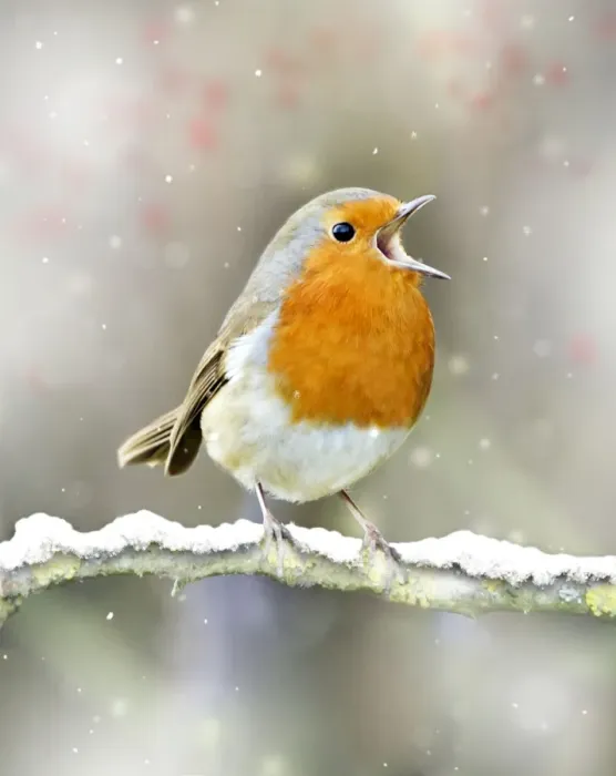 Framed Print : Robin - in full voice - February - Oxfordshire UK Digital Manipulation: Added snow & berries. altered route of twig Framed Print : Robin - in full voice - February - Oxfordshire UK Digital Manipulation: Added snow & berries. altered route of twig