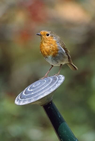 Robin - on watering can