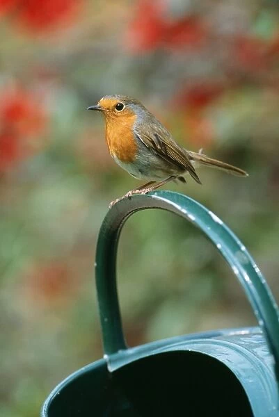 Robin On watering can