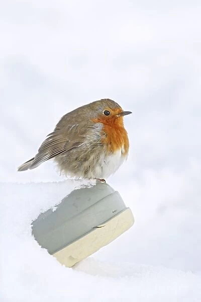 Robin - on wellington boot in snow - Bedfordshire UK 007988