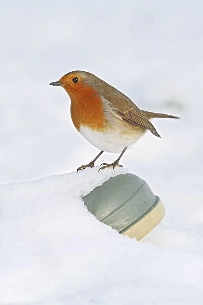 Robin - on wellington boot in snow - Bedfordshire UK 008000