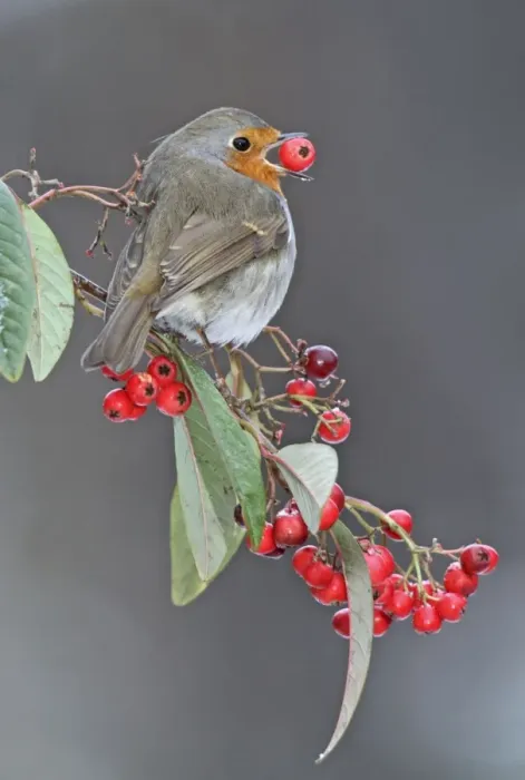 Framed Print : Robin - in winter with large berry in mouth - Bedfordshire UK 008021 Framed Print : Robin - in winter with large berry in mouth - Bedfordshire UK 008021