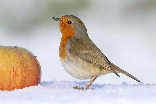 Robin - in winter snow with apple - Cornwall - UK