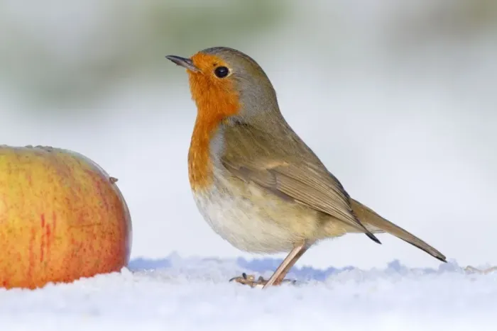 Framed Print : Robin - in winter snow with apple - Cornwall - UK Framed Print : Robin - in winter snow with apple - Cornwall - UK