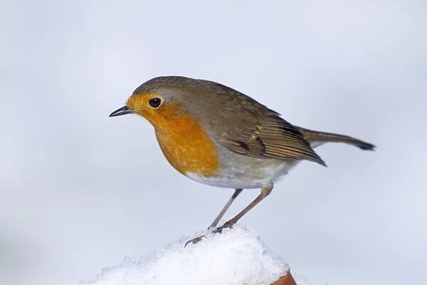 Robin - in winter snow - Cornwall - UK