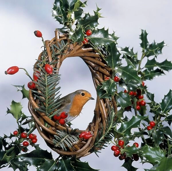 Robin - on wreath with holly & rosehips