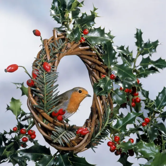 Framed Print : Robin - on wreath with holly & rosehips Framed Print : Robin - on wreath with holly & rosehips