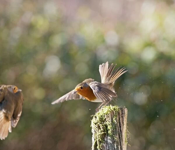 Robins – fighting West Wales UK 003185