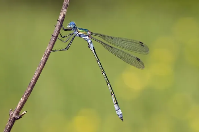 Framed Print : Robust Spreadwing Damselfly - male - Italy Framed Print : Robust Spreadwing Damselfly - male - Italy