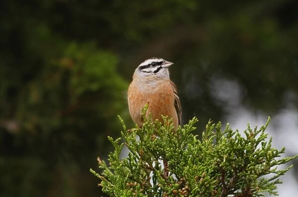 Rock Bunting - adult male, May. Southern Turkey