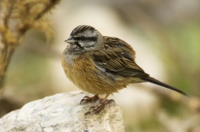 Framed Print : Rock Bunting - female, February. Southern Spain Framed Print : Rock Bunting - female, February. Southern Spain