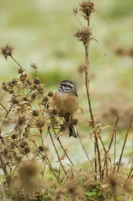 Framed Print : Rock Bunting - female, February. Southern Spain Framed Print : Rock Bunting - female, February. Southern Spain