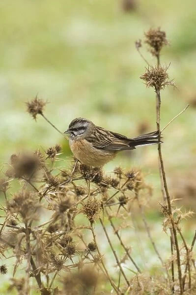 Rock Bunting - female, February. Southern Spain