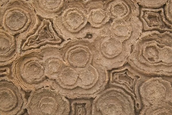 Rock - Calcium Carbonate Sahara Desert, Morocco 3E50T4231