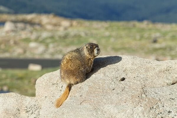 Rock Chuck / Yellow-bellied Marmot on rocks at 14 available as Framed  Prints, Photos, Wall Art and Photo Gifts #10474787