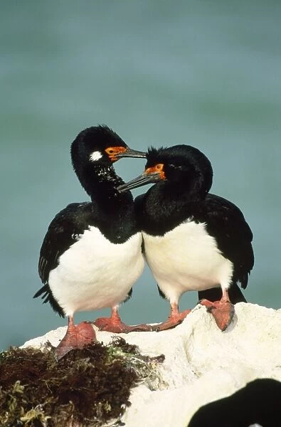 Rock Cormorant - pair near nest