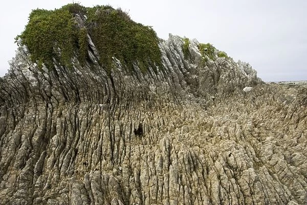 Rock formations - Oligocene tilted folded vertical limestone rocks on coast of Kaikoura - South Island - New Zealand