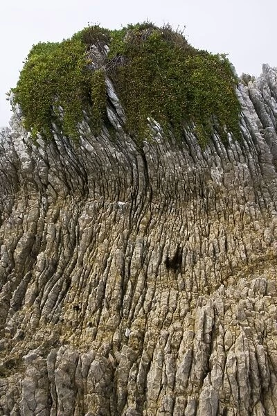 Rock formations - Oligocene tilted folded vertical limestone rocks on coast of Kaikoura. South Island - New Zealand
