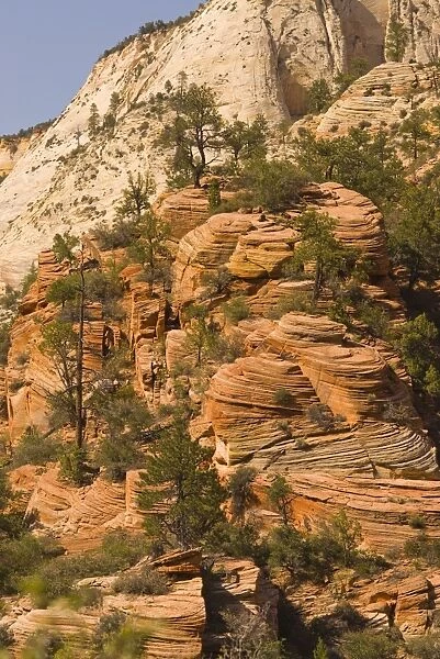 Rock formations with trees. Zion National Park, Utah, USA