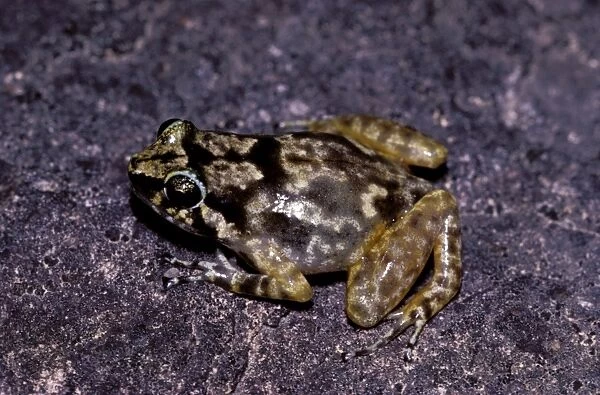 Rock frog. AUS-923. Rock frog. Black Trevethan Range, Queensland, Australia