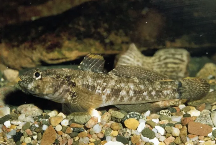 Framed Print : Rock Goby. PM-2843. Rocky Goby. Gobius paganellus Framed Print : Rock Goby. PM-2843. Rocky Goby. Gobius paganellus