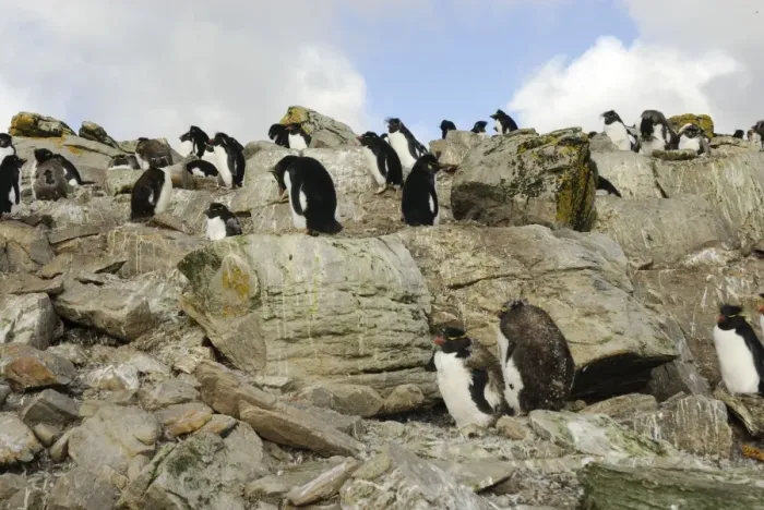 Framed Print : Rock hopper Penguins, Falkland Islands Framed Print : Rock hopper Penguins, Falkland Islands