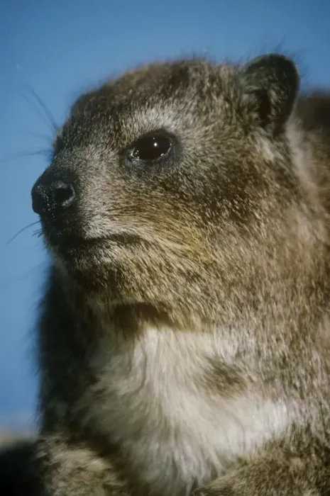 Framed Print : Rock Hyrax - close up of an adult Framed Print : Rock Hyrax - close up of an adult