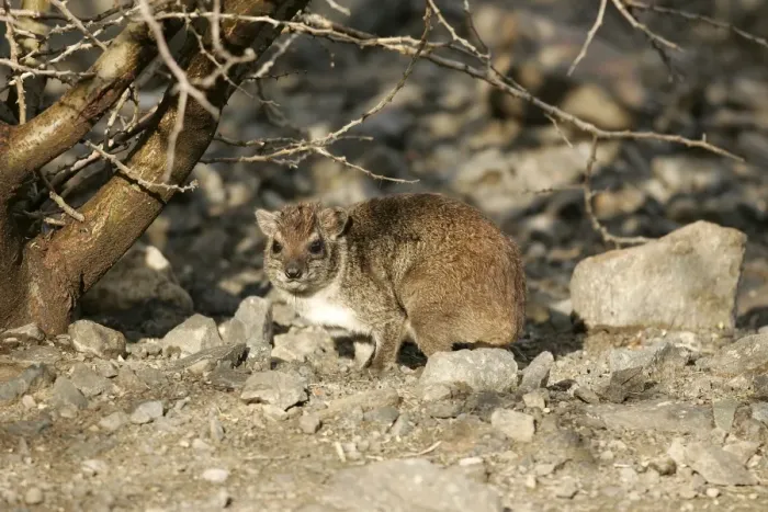 Framed Print : Rock Hyrax. Lake Bogoria - Kenya - Africa Framed Print : Rock Hyrax. Lake Bogoria - Kenya - Africa