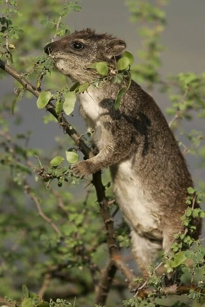 Rock Hyrax - in tree. Lake Bogoria - Kenya - Africa