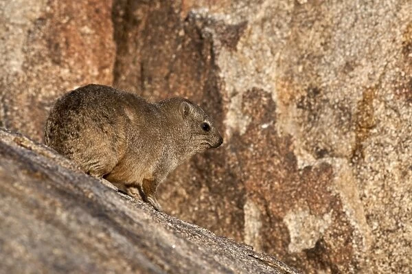 Rock hyraxes - on rock - Namibia