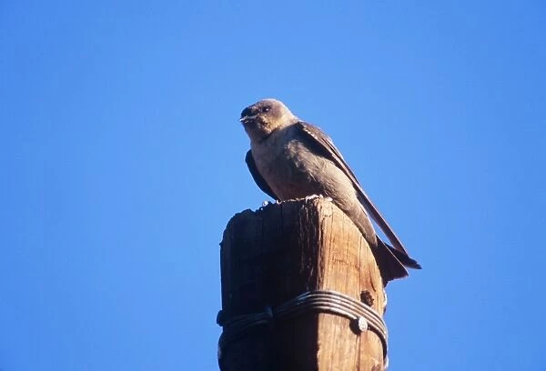Rock Martin - perched on post Namibia, Africa