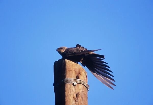 Rock Martin - perched on post, stretching wing. Namibia, Africa
