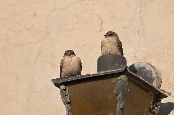 Rock martins - perched on side of building - Mowani Mountain Camp - Namibia