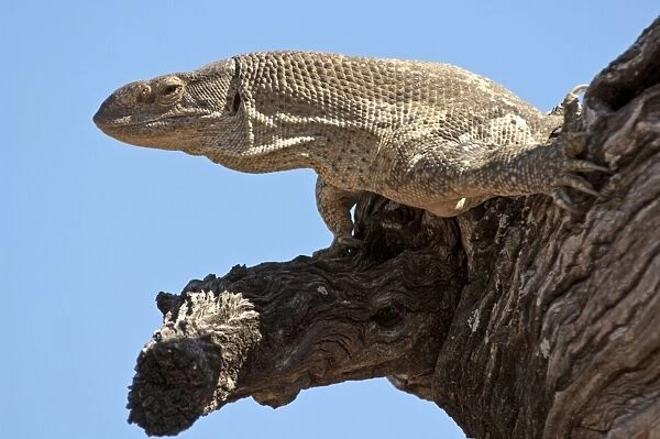 Rock Monitor - on tree branch - close up of head and chest - Mashatu Game Reserve - Botswana