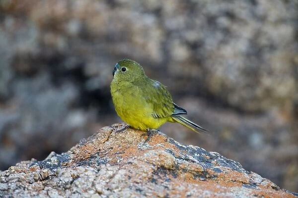 Rock Parrot - On rocks at the beach at Two Peoples Bay, on the southern coast of Western Australia. Strictly coastal in southern Western Australia and South Australia
