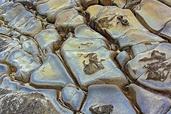 Rock pattern in eroded coastline, Shore Acres State Park, Coos Bay, Oregon Date: 25-12-2006
