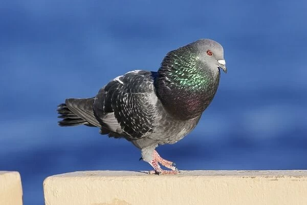 Rock Pigeon - feral pigeon