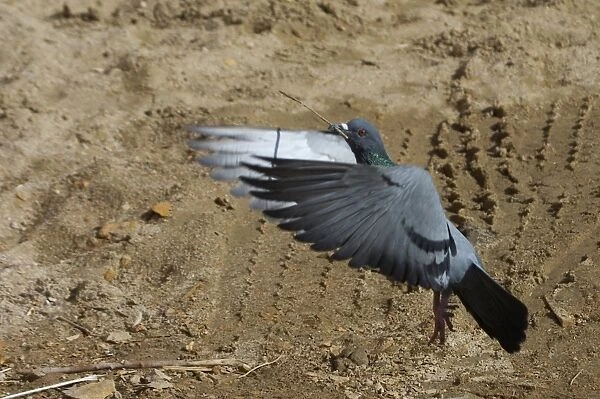 Rock Pigeon - In flight, with stick. Flying to nest. Photographed in Jaisalmer, Rajasthan, India, Asia