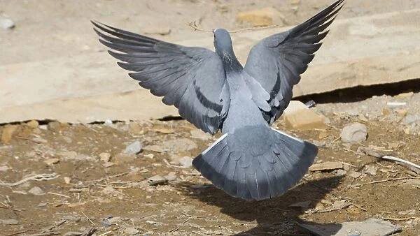 Rock Pigeon - In flight, with stick Photographed in Jaisalmer, Rajasthan, India, Asia
