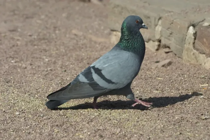 Framed Print : Rock Pigeon - On ground Photographed At Jodhpur, India, Asia Framed Print : Rock Pigeon - On ground Photographed At Jodhpur, India, Asia