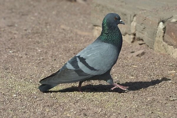 Rock Pigeon - On ground Photographed At Jodhpur, India, Asia